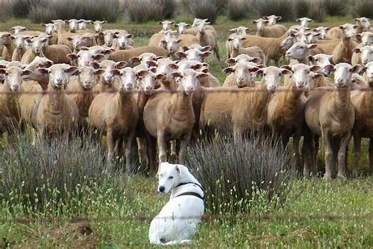 梦到一群羊是什么意思是什么