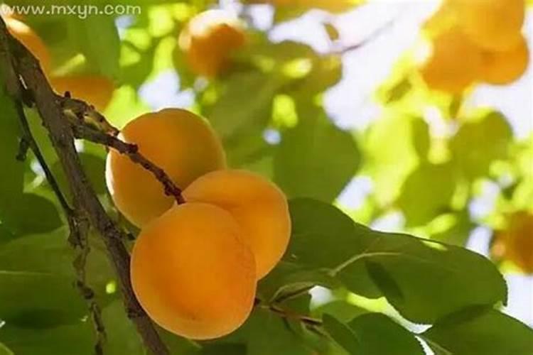 梦见树上有杏是什么意思
