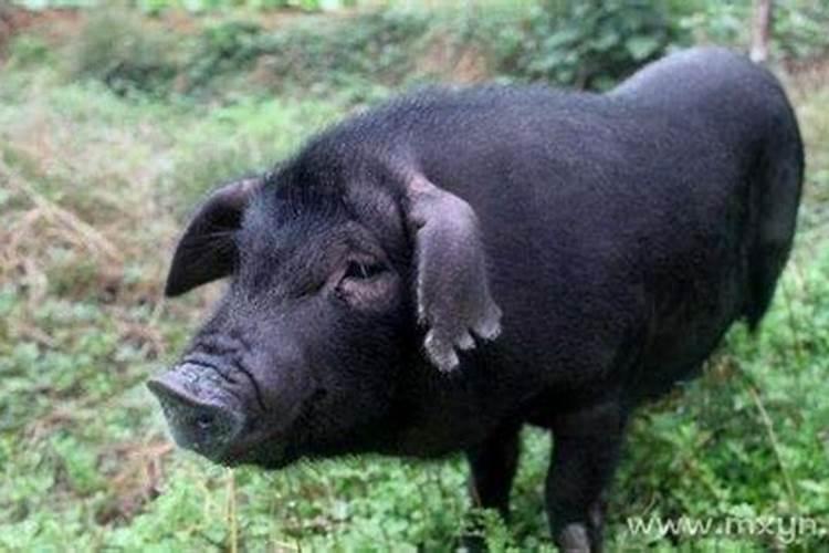 梦见黑猪是什么意思,好不好,代表什么