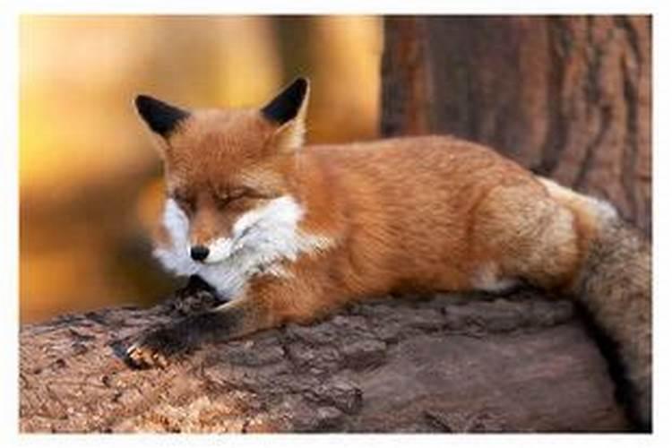 狐狸在十二生肖里面代表什么动物