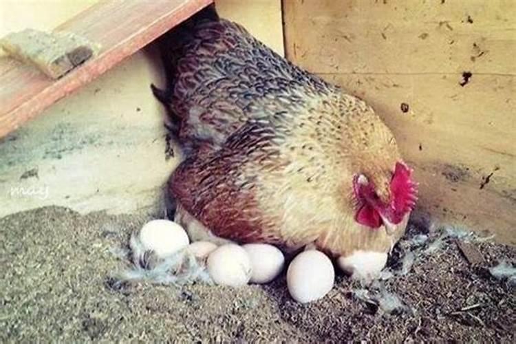 孕妇梦见鸡下蛋什么意思