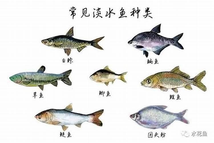 鱼类五行属性