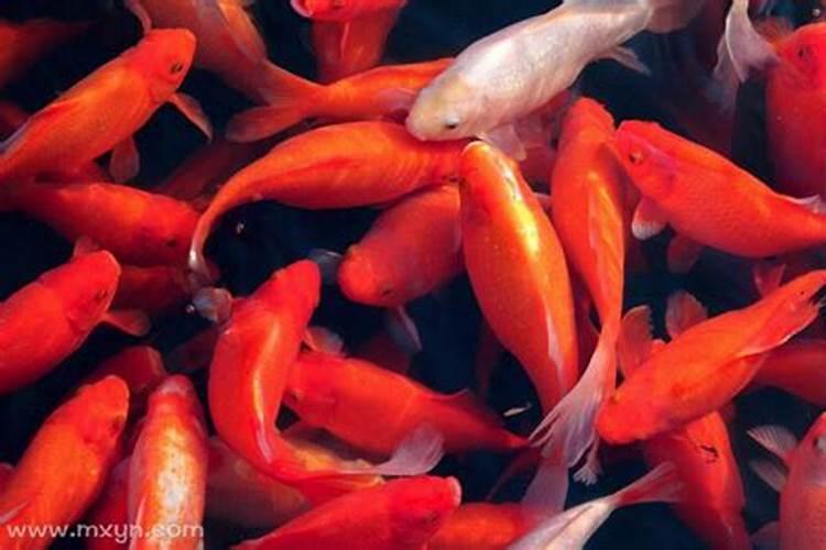 梦见红色鱼在水里游是什么意思