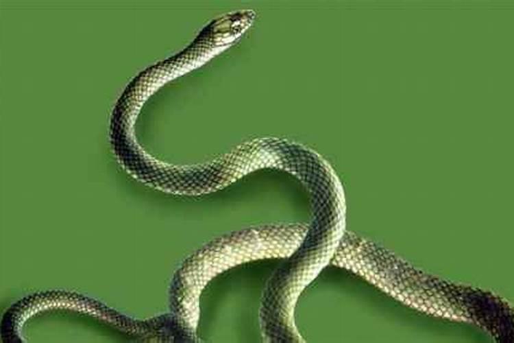 梦见绿蛇是什么预兆