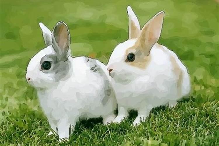 兔的最佳配偶属相年龄
