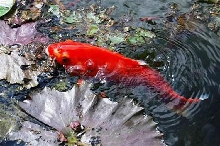 梦见一只大红鱼死了
