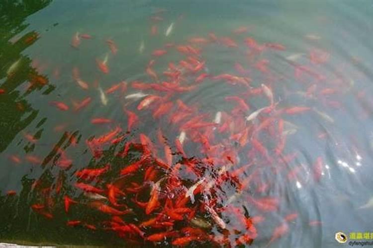 梦见很多红色鱼是什么意思