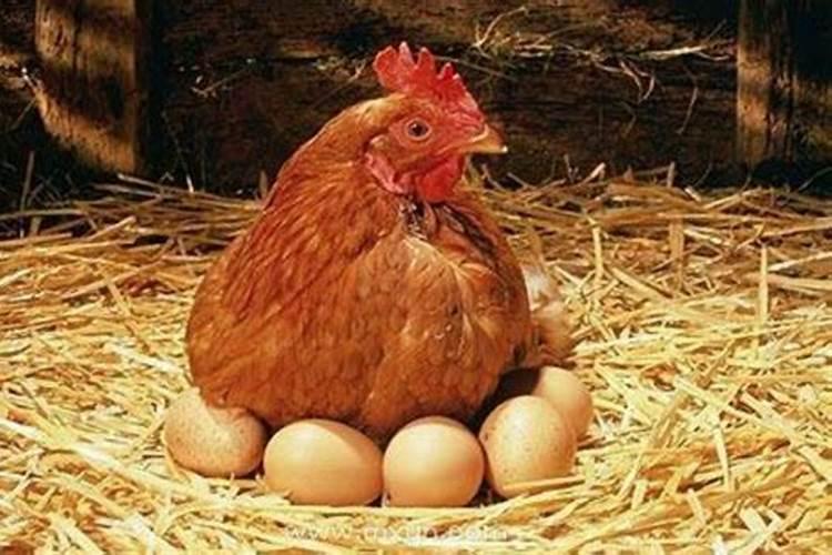 梦见鸡下蛋和拣蛋是什么意思啊