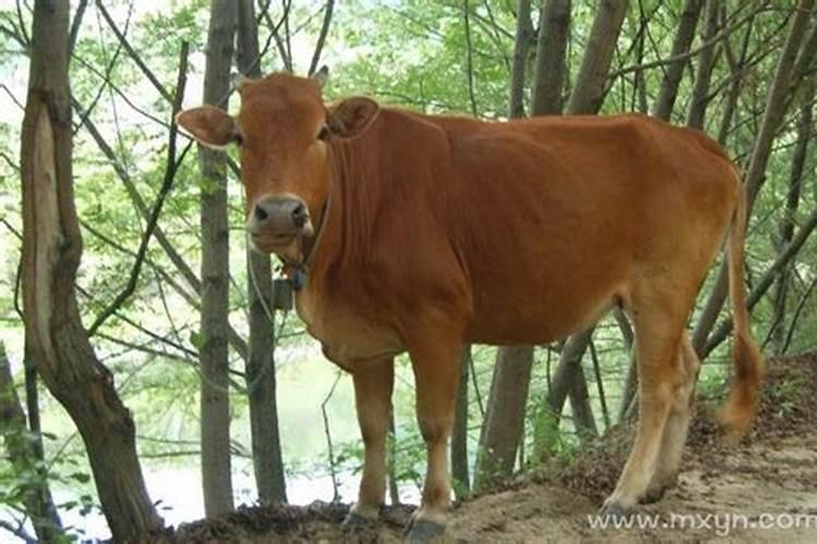 梦见牛是什么意思是什么