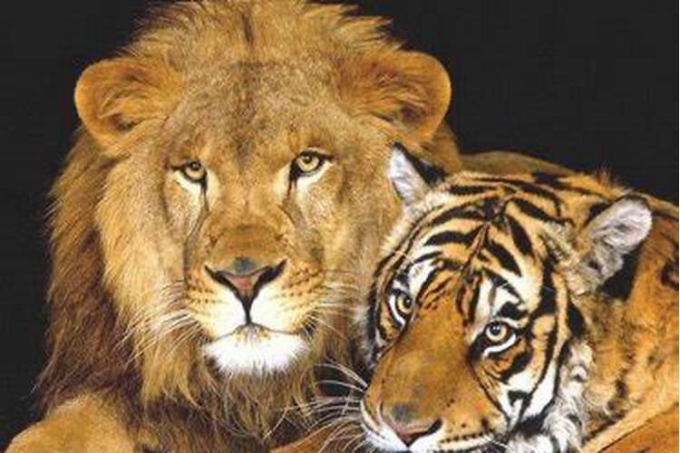 梦见狮子老虎是什么兆头