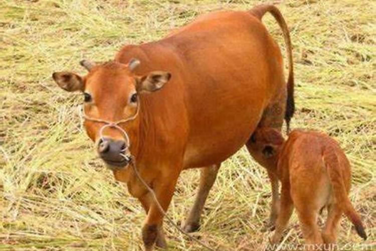 孕妇梦见牛是什么征兆