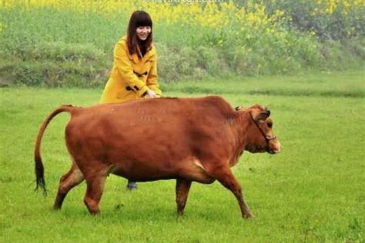 孕妇梦见牛是什么征兆