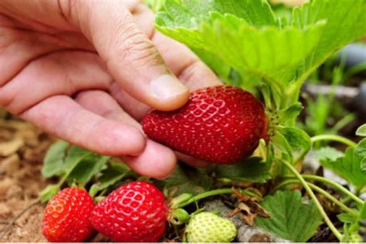 梦到摘草莓代表什么
