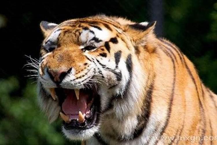 女人梦见老虎吃人是什么预兆