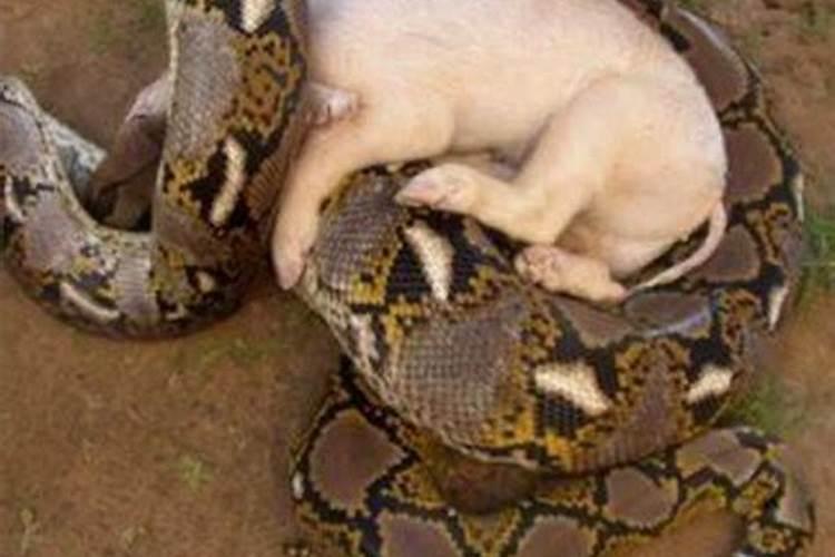 属蛇和猪能结婚吗