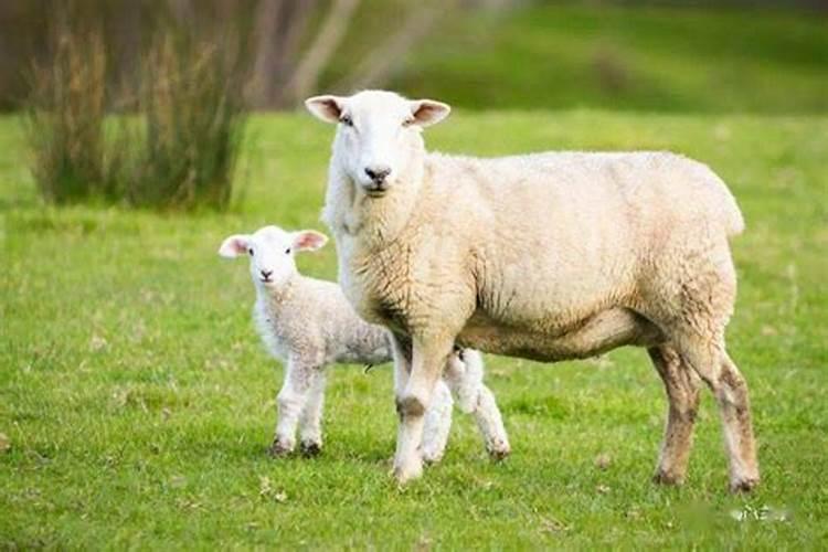 羊的生殖年龄(羊的年龄识别方法有哪些)