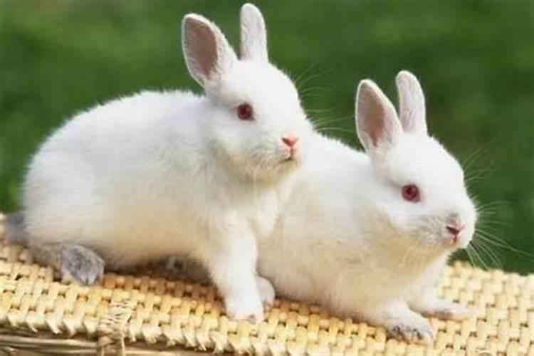 兔子和什么结婚最好？兔和兔的婚姻配吗
