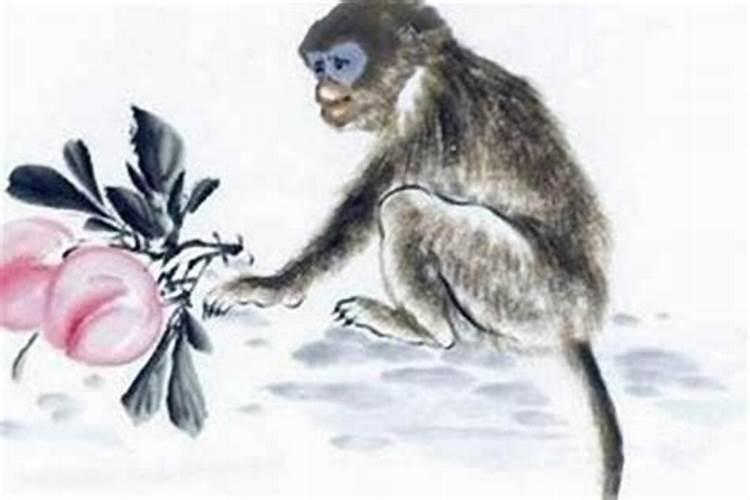 生肖猴一生财运运势图(猴跟猴的婚姻怎么样)