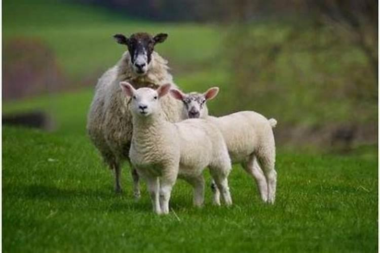 2015属羊是什么命五行