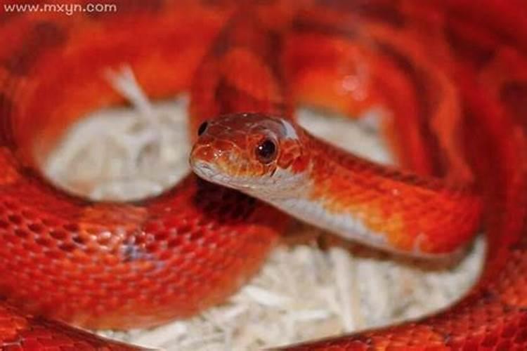梦见大红色蛇是什么预兆女人