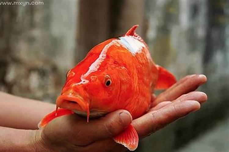 梦见红色鲤鱼是什么征兆