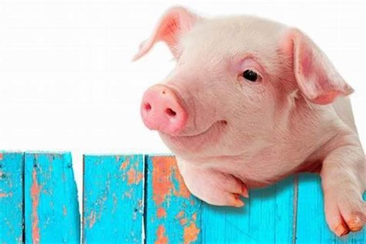 梦见猪是什么意思有什么预兆