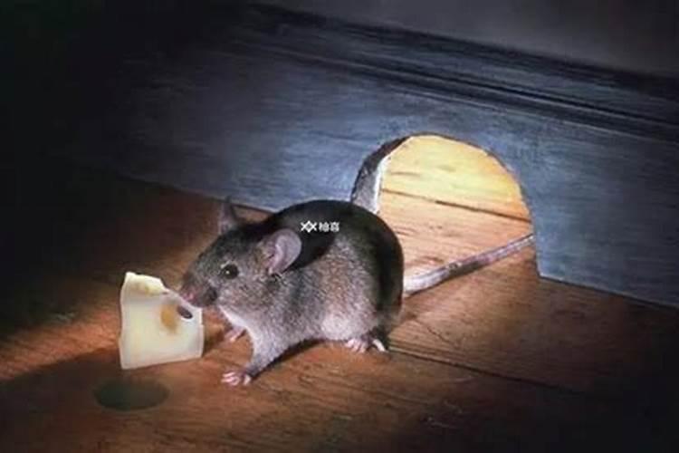梦到老鼠是不是不好