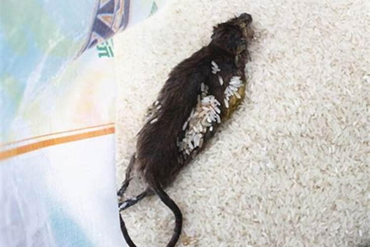 梦见死老鼠躺在地上