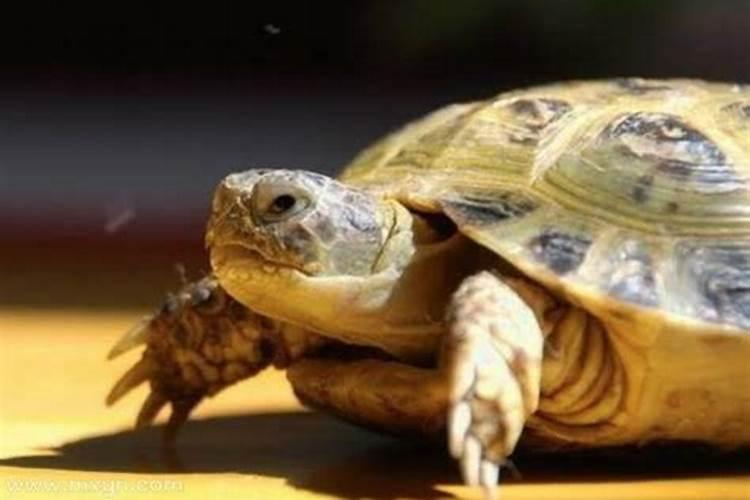 梦见乌龟是什么预兆吗周