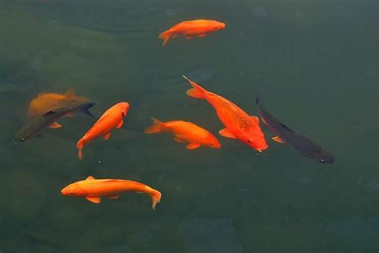 梦见红色的鲤鱼在水里游