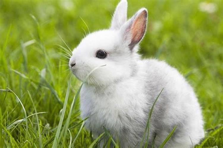 兔和兔生肖的能相处吗