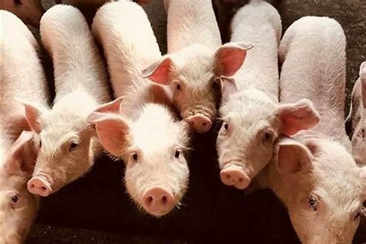 一个家庭有三个属猪的好吗