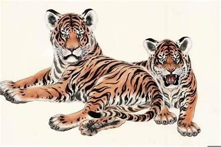 两个老虎可以在本命年结婚吗