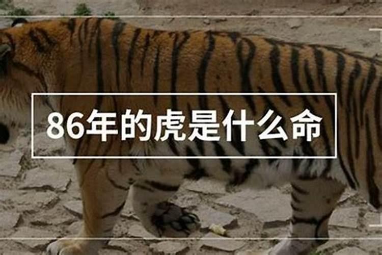 1986年的虎是什么命,五行属性