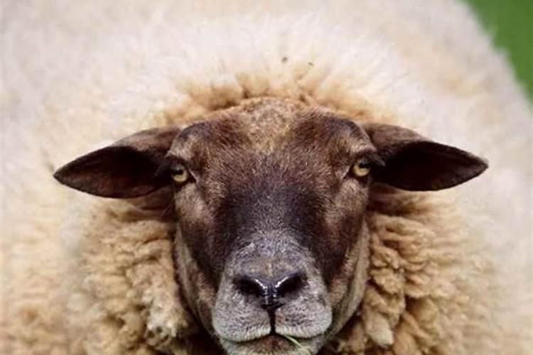 属羊的命中情人是什么属相？