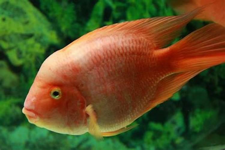梦到一条大红鱼是什么意思