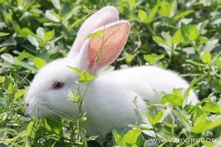 梦见好多兔子是什么预兆