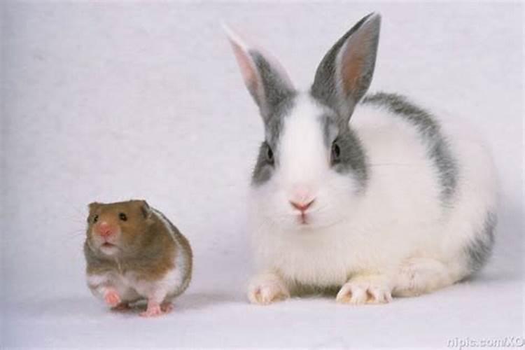 兔子和老鼠相配吗？