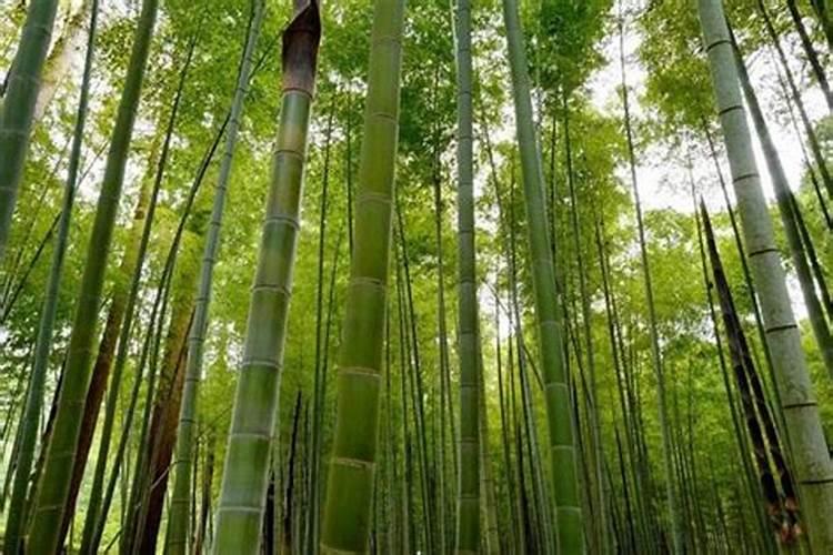 梦见竹子是什么意思