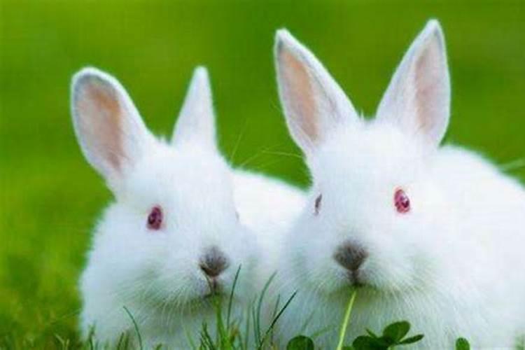 兔子的配偶是哪些生肖