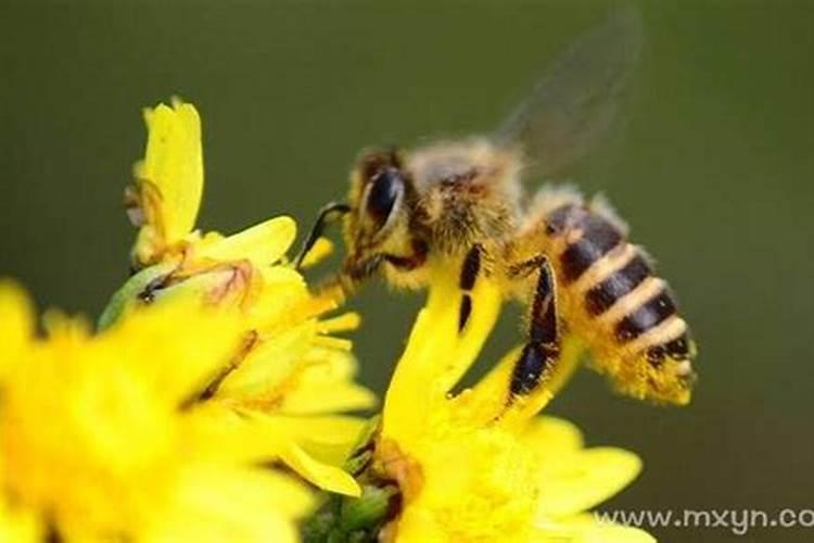 梦到蜜蜂是什么意思