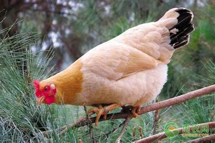 十二生肖最狡猾的动物鸡