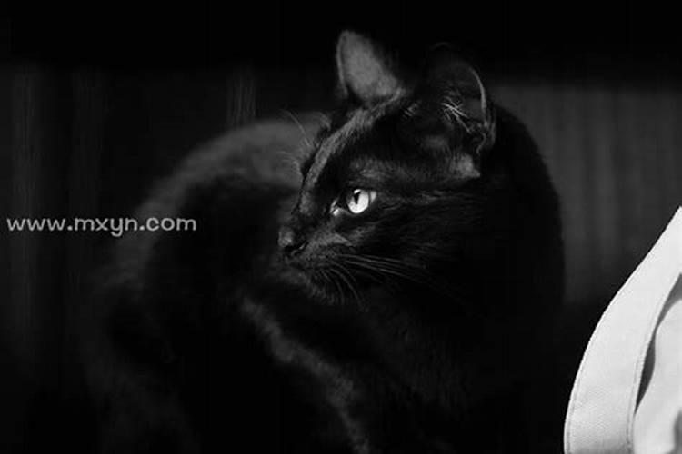 梦见黑猫与我很亲近周公解梦