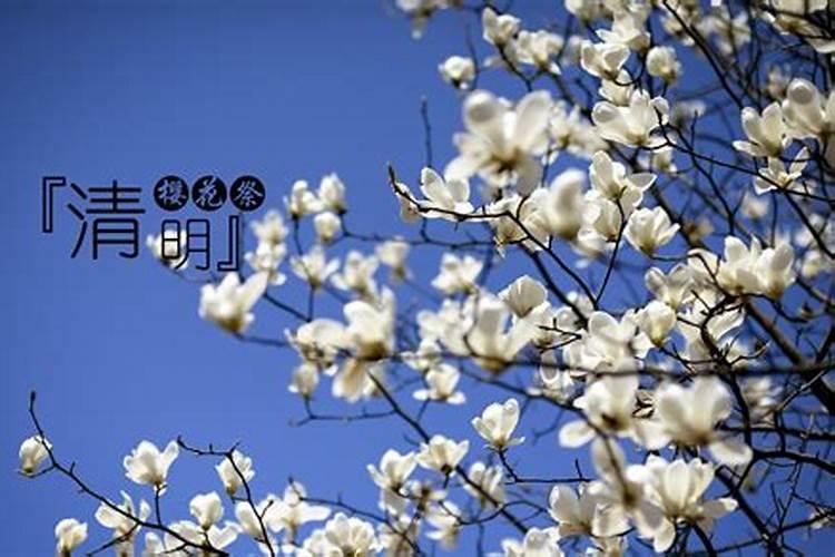 清明樱花祭中国版
