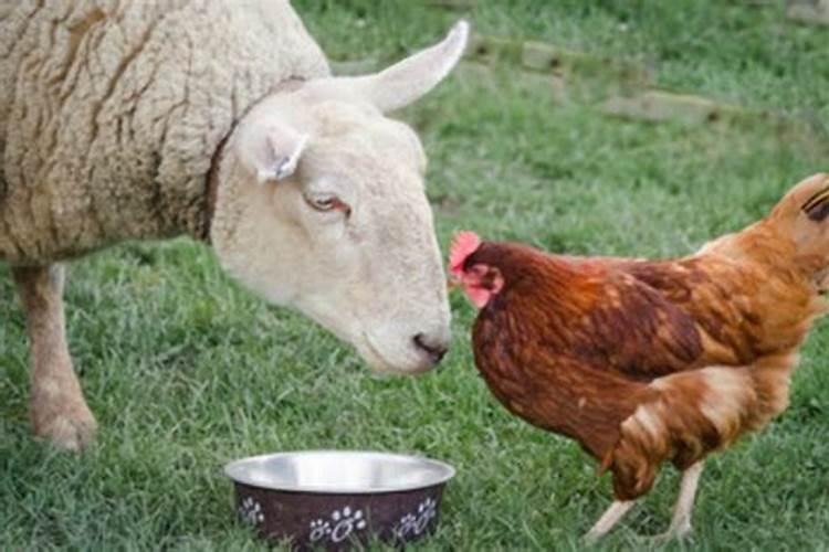 鸡和羊的属相适合做夫妻吗