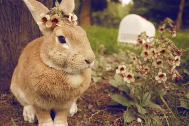 农历4月属兔的好不好