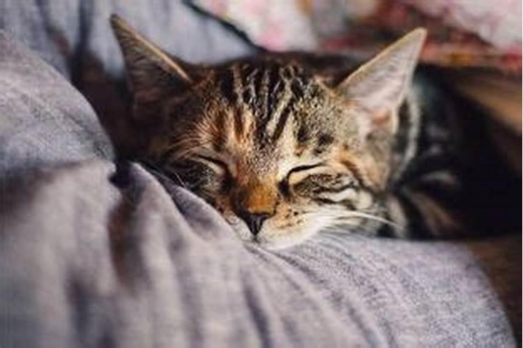 梦见死猫啥意思周公解梦