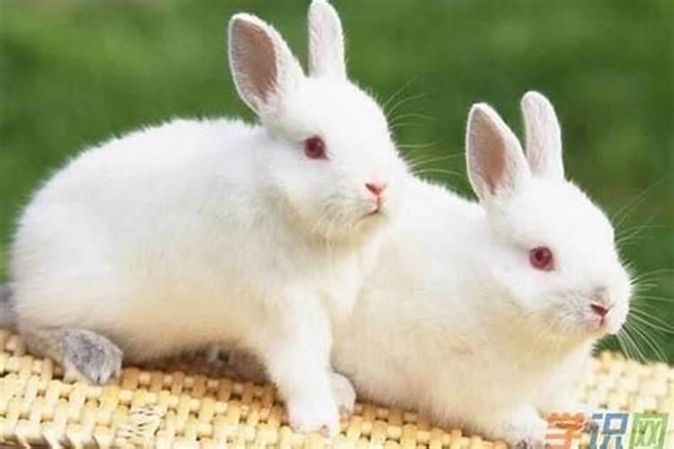 两只兔子八字合吗