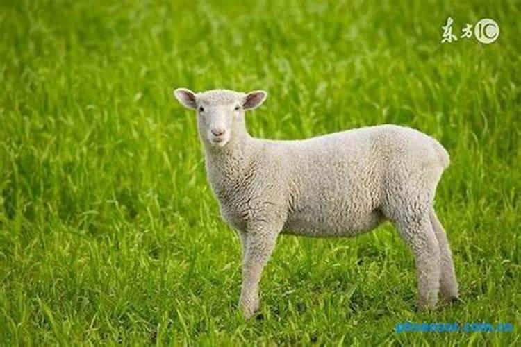 91年农历三月十五白羊