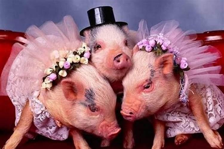 两猪属相能婚配吗
